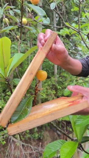 Salt Sprinkled Wild Fruit! Squeeze with Bamboo, All Juice Out, So Delicious!