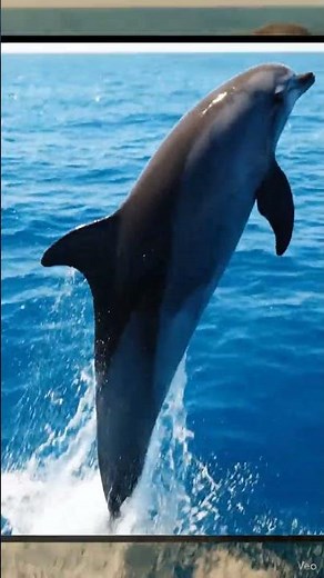 Dolphin | Wild Ocean Power & Intelligence | Realistic Wildlife Video | King of the Blue Waters