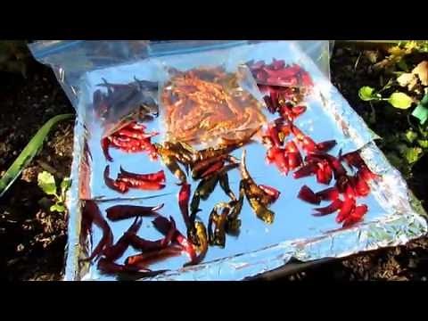 How to Oven Dry/Seed Save Hot Cayenne Peppers & Facing Heaven Peppers or Any Garden Pepper!