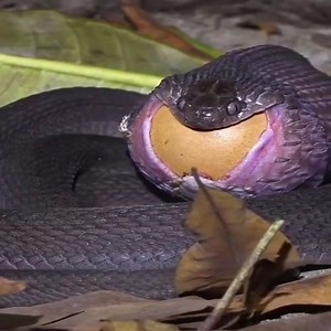 234K views · 618 reactions | Snake tries to swallow egg | Beautiful Animals | Facebook