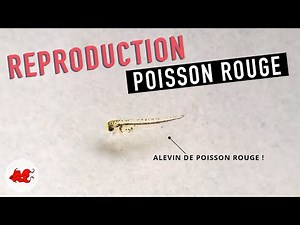 Goldfish reproduction