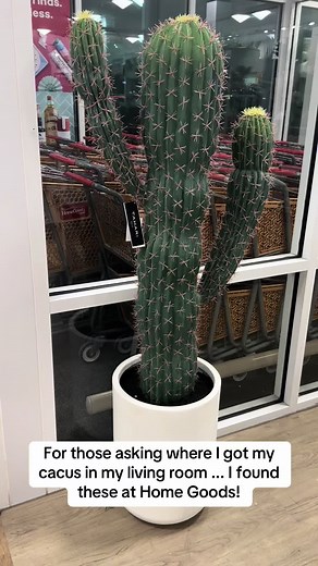 Cactus Home Decor Ideas for Your Living Room