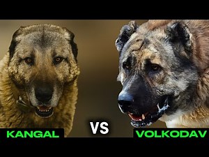 Kangal vs Caucasian Volkodav: Which Dog is the Strongest ?