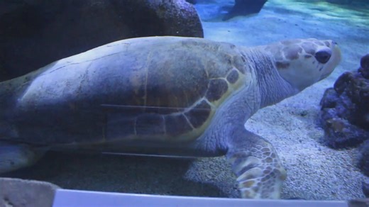 Want to see one of these gentle giants in real life? Get up close to Amelio and Calypso, two of our rescued loggerhead sea turtles, in SEA LIFE's Ocean Tunnel! | SEA LIFE Aquarium
