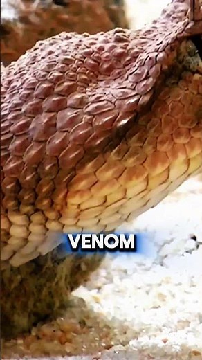 The Secrets of the Sand Viper!