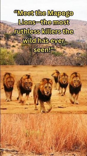 "The World’s Deadliest Lions: Mapogo"