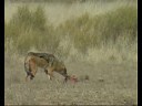 Jackals VS Caracal, Kgalagadi