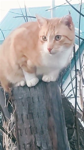 kitty cat evening views from the tree catventure #catscatscats #catslife #catscatscats #naturecat