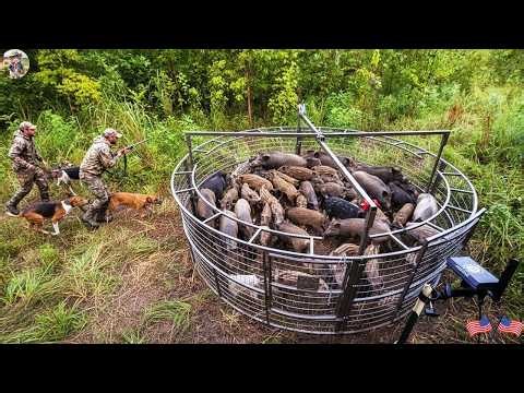Hidden Trap Stops Wild Boars Cold - Thousands of Dollars of Crops Threatened by Wild Boars