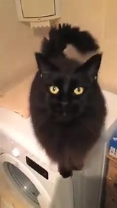 Very cute... Kitten dancing! | Black Cats