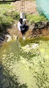 சொன்ன நம்ப மாட்டீங்க நீங்களே பாருங்க 😯 #cloningaqua #cleanaquarium #fishaquarium #aquariummaintenance | Cloning Aqua Pets Salem