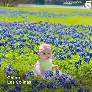 713 reactions · 152 shares | Texas Bluebonnets are in full bloom!...
