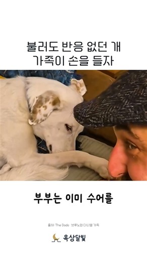 불러도 반응 없던 개 가족이 손을 들자 #감동 #감동사연 #감동실화 #감동스토리 #감동영상 #감동적인이야기