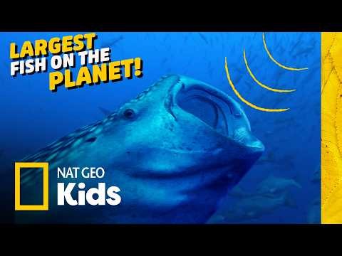 A Day In The Life Of A Whale Shark 🦈 | Nat Geo Kids