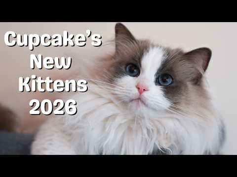 Ragdoll Cat Gives Birth to Ragdoll Kittens 🐱 So Cute