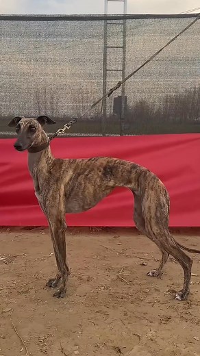 11M views · 224K reactions | 磊 A display of the structural strength  and muscular beauty ✨ of the greyhound . #ProHoundsWorld #Greyhound #Sighthound #DogAthlete #ShowDog #Conformation #PureMuscle #Elegance #CanineStrength | Pro Hounds World | Facebook