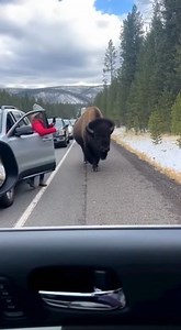 The visitor stepped within a few feet of a wild bison while recording. For several seconds, nothing happened. Then the animal reacted. Head shake. Loud snort. Sudden movement. Panic spread instantly as people nearby shouted warnings and scrambled to create distance. Wildlife experts continue to stress that bison are unpredictable and highly protective of their space. Despite warning signs posted throughout the park, incidents like this keep happening. Sometimes the difference between a viral vid