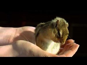 chipmunk washes in slow motion