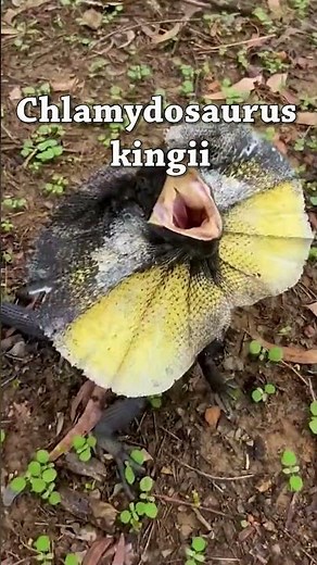 Clamidosaurio de King