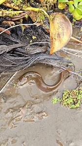 8.3K views · 94 reactions | Traditional fishing & fish searching | Fish Hunter Life | Facebook