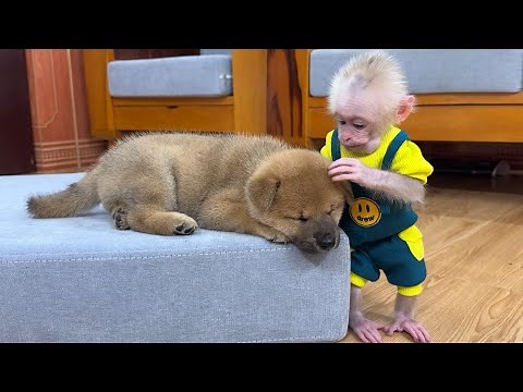 Let's see how the baby monkey and the puppy live together in harmony.
