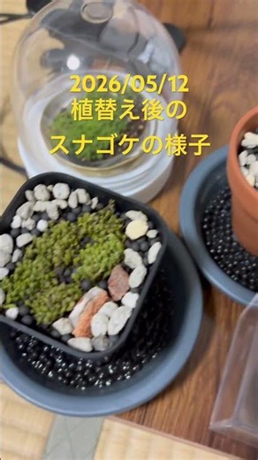 2026/05/12 植替え後のスナゴケちゃん #コケ #plants #苔テラリウム #Shorts #ショート