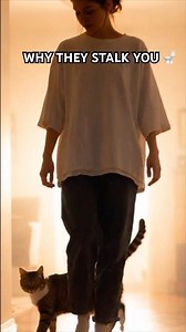 Why your cat STALKS you to the bathroom... 🚽