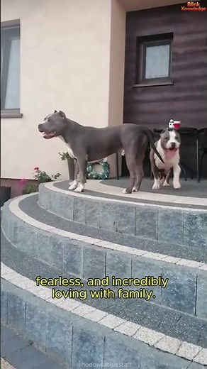 The Truth About the American Staffordshire Terrier 🔥🐕