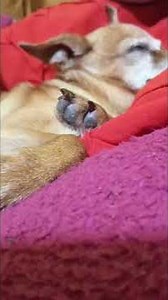 #youtubeshorts#viralvideo #love#youtube#like#dog#viral#cute#viralshorts#viralshort#viralreels#dogs