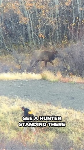 Fresh Tracks with Randy Newberg on Instagram: "Last year, while glassing for elk, I spotted something I’ll never forget… A father-son duo was putting the sneak on some elk, but in the process, they walked right past a couple of really nice bulls! You can’t make this stuff up. Watch the full hunt at the link in my bio! #hunting #elk #elkhunting"