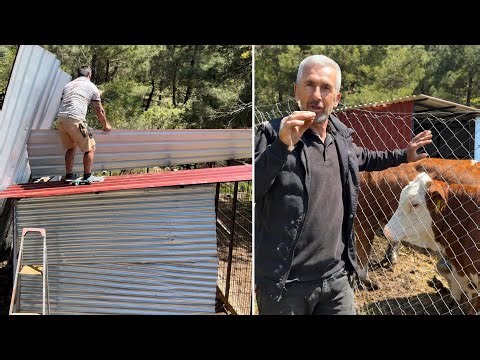 Özcan Abi came to visit, so I started dismantling the cage.