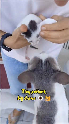 Cleaning a Kitten’s Eye — Ovsanka Supervises the Operation 👁🐾