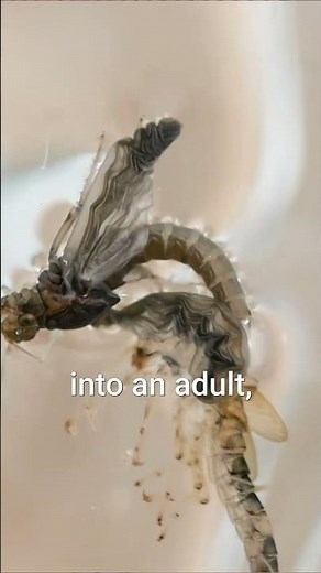 Why Imperfect Flies Get Eaten
