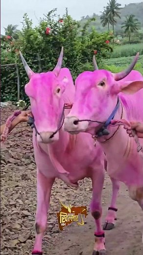 खिल्लार बैल | Khillar Bull Maharashtra पाहताच प्रेमात पडाल असा खिल्लार #karnataka