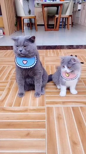 fell asleep，haha…#cat #catsOfTikTok #funnycat