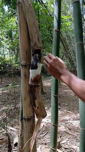 guinea pigs sleep in dry bambooo #animals