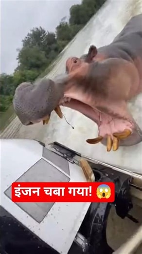 Hippo CHASES Speedboat & BITES Engine! 😱🦛 (Run For Your Life) #Shorts