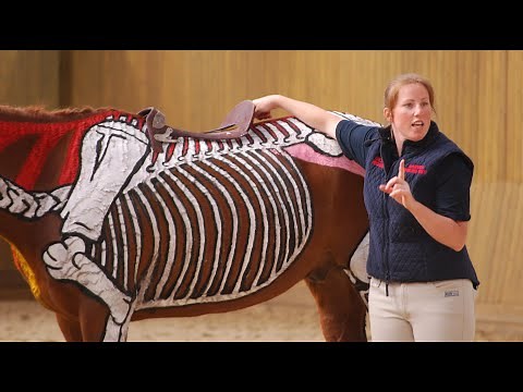 Movement From an Anatomical Perspective - Horses Inside Out
