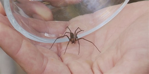 How dangerous are brown recluse spiders in your home?