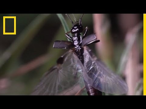 Les ailes de ce perce-oreille sont une prouesse de la nature