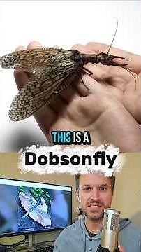 The Dobsonfly and the Hellgrammite: Nightmare aquatic insects