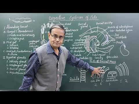 Digestive System of Pila