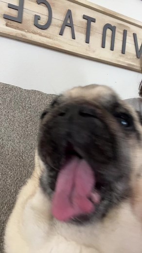 Happy Pug with Fun Attitude in Cozy Setting