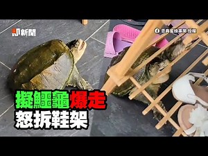 擬鱷龜被抱離水「氣到暴走」！怒咬翻鞋架超派🐢💢｜寵物動物｜烏龜｜搞笑
