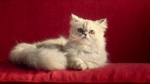 Physicians Mutual TV Spot, 'Princess'