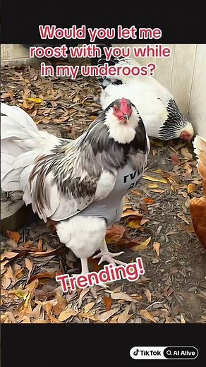 Underoos and a Roo! Do you remember underoos? #funny #rooster