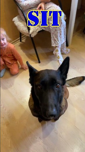 Command for a dog: "Sit." Belgian Shepherd Linda and my granddaughter Melissa