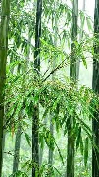 Rain on Bamboo Leaves | Rain Sounds for Sleeping | 11-Hour Version on Our Channel