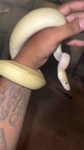 My boy bob #snakes #snake #python