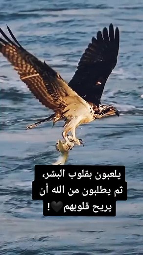 Osprey Hunting Fish: A Majestic Aerial Display